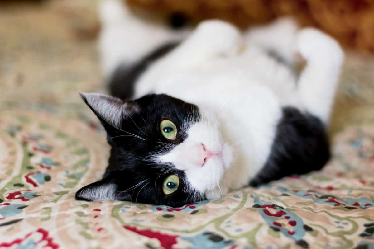 black and white cat called Oreo resting on blanket photo taken by Emily Miller