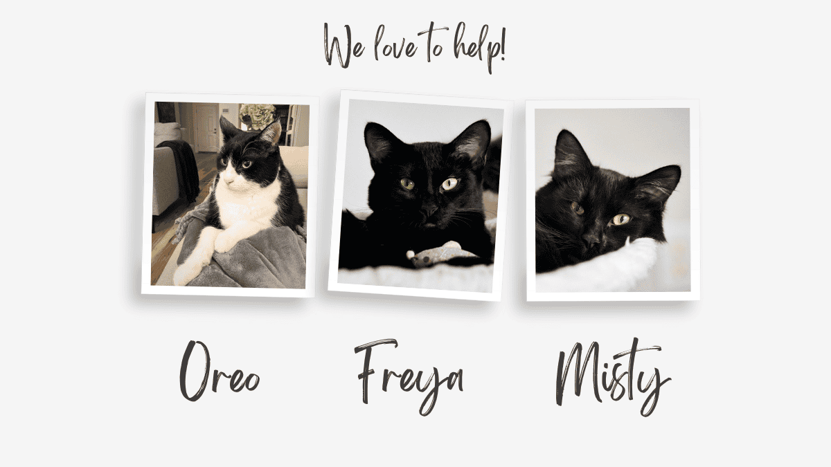 Three cats of Resplendent Kitchen, Oreo, Freya, Misty.